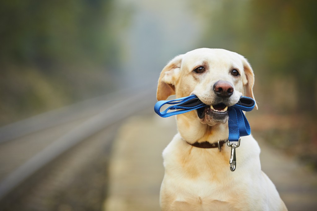 a yellow labrador holds a blue leash in their mouth and looks off to the side