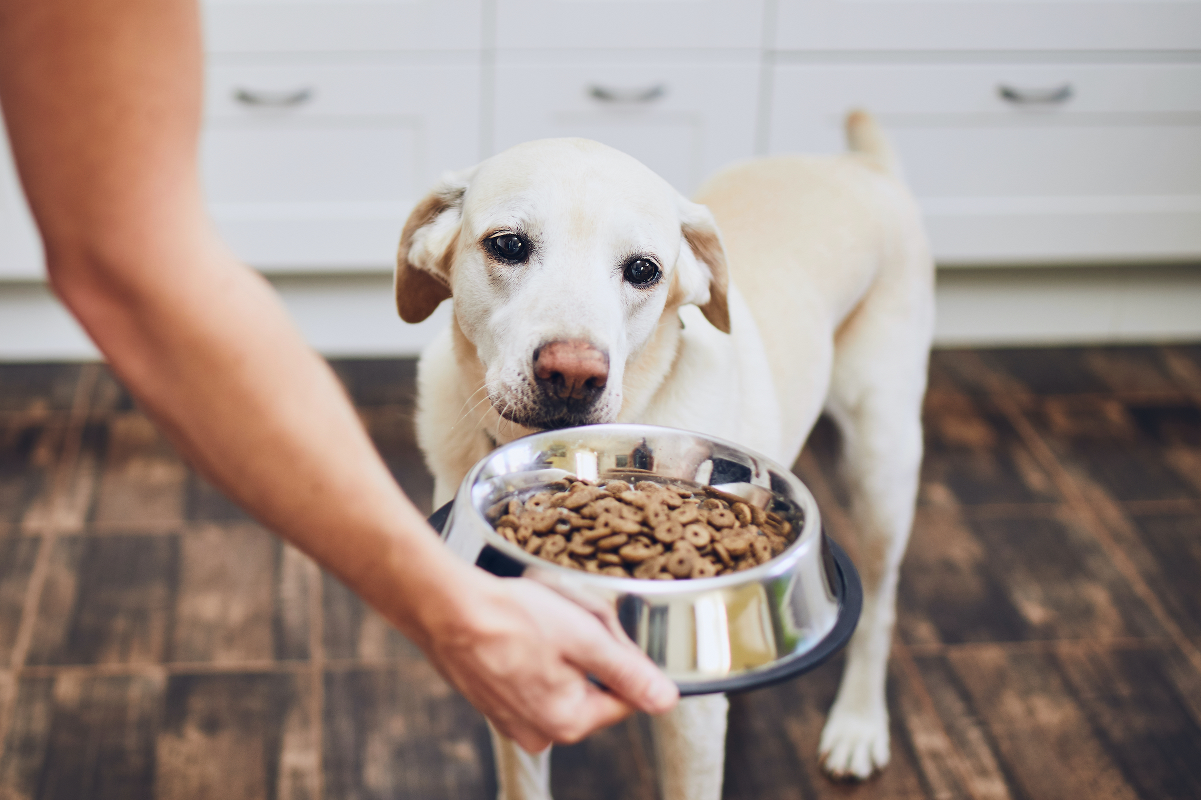 how much food does a dog need per year