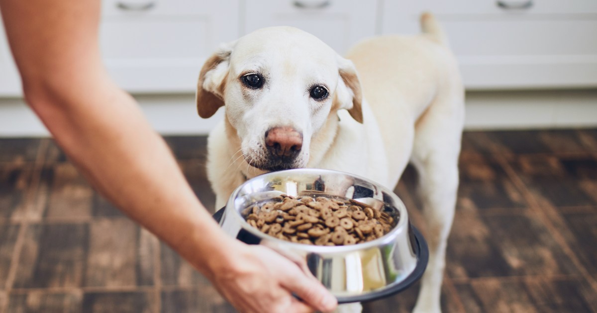 This Is How Much You Should Budget For Dog Food Monthly | PawTracks