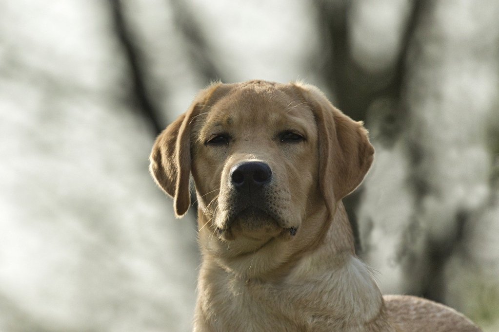 Geltonas labradoro retriveris žiūri į fotoaparatą.