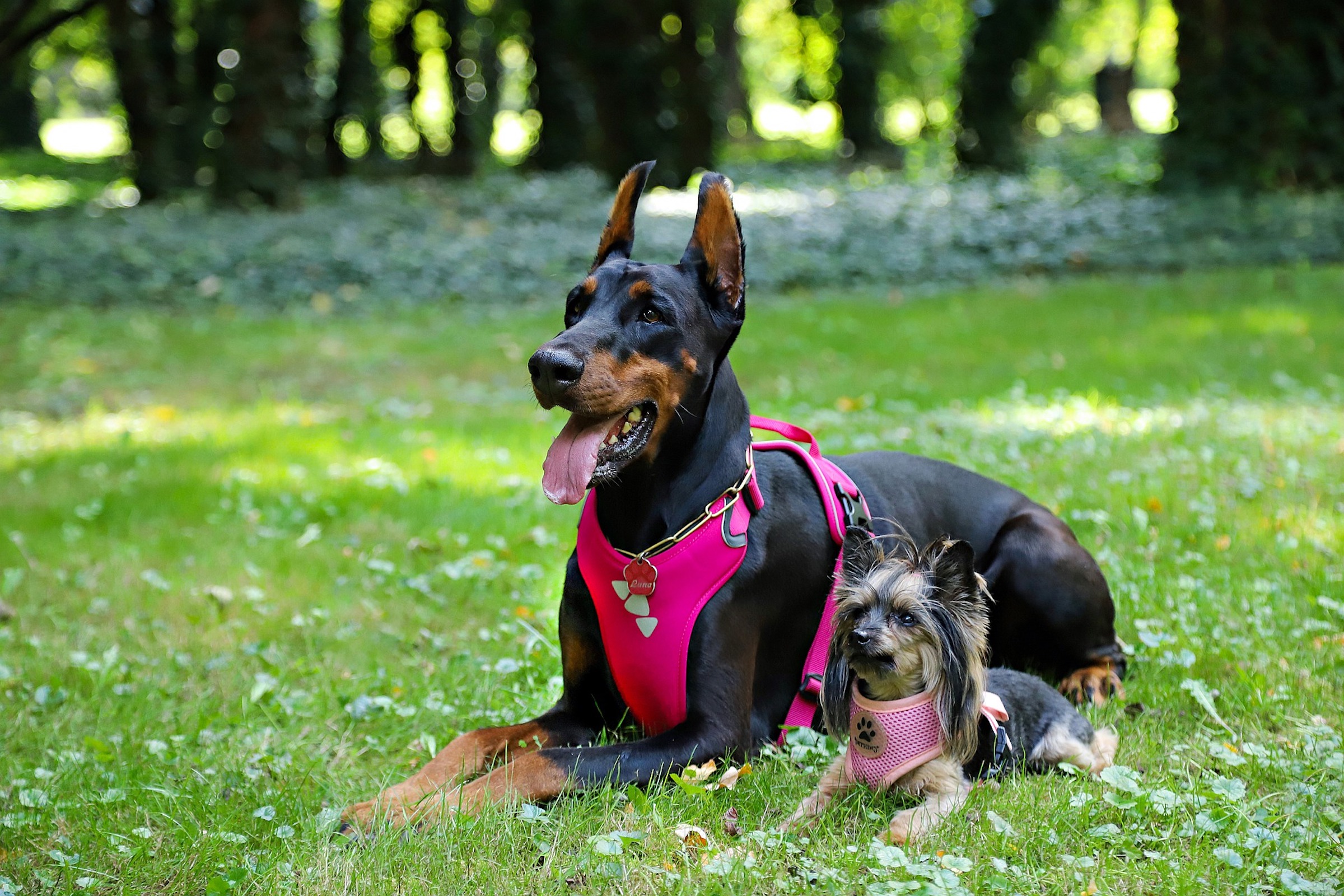 a yorkie and a doberman sit in the grass, both wearing pink harnesses