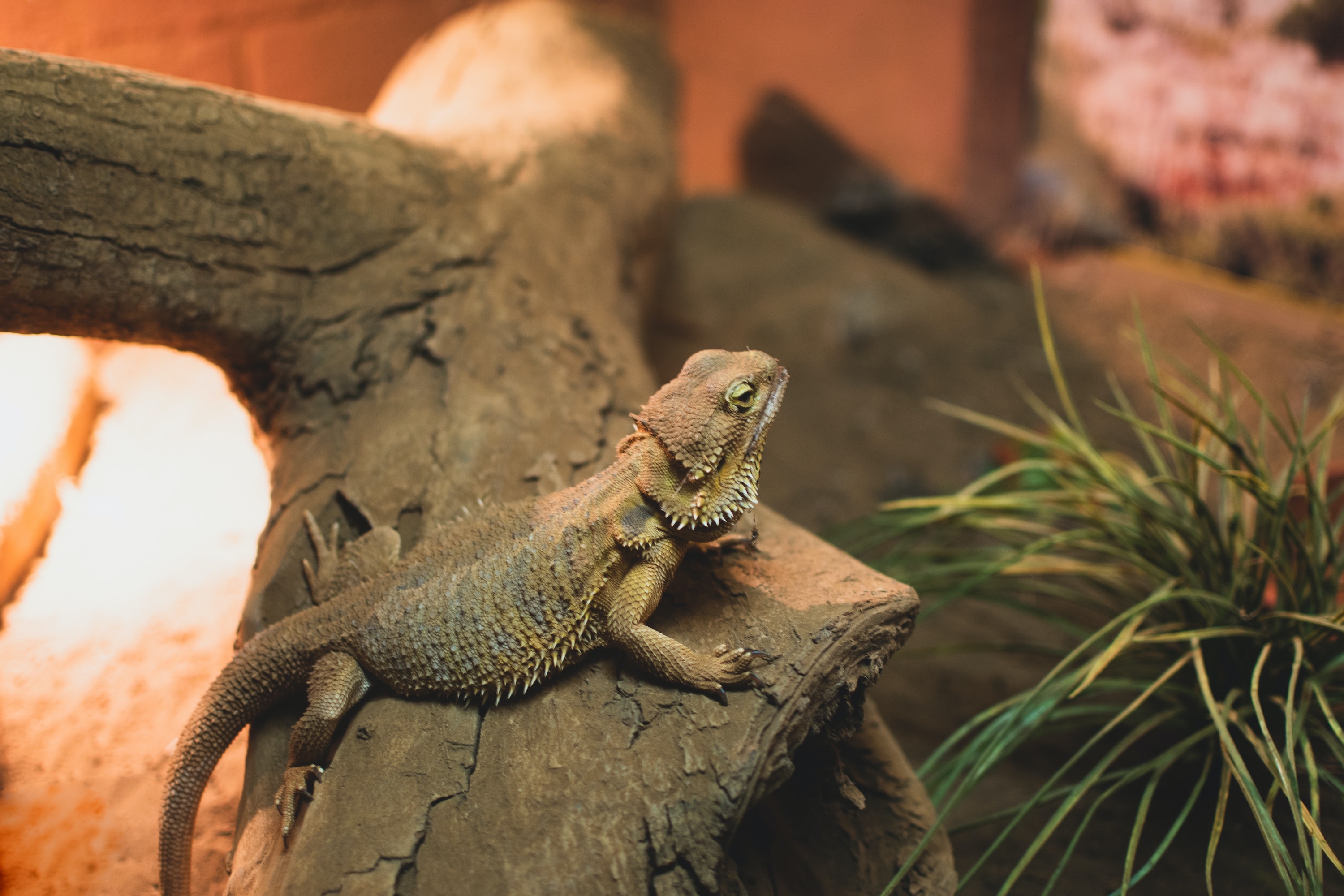 Bearded dragon sits on a log in his tank