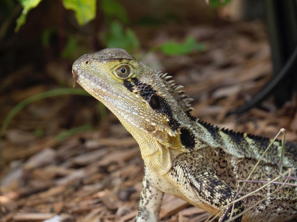 A bearded dragon with a twig in his mouth.