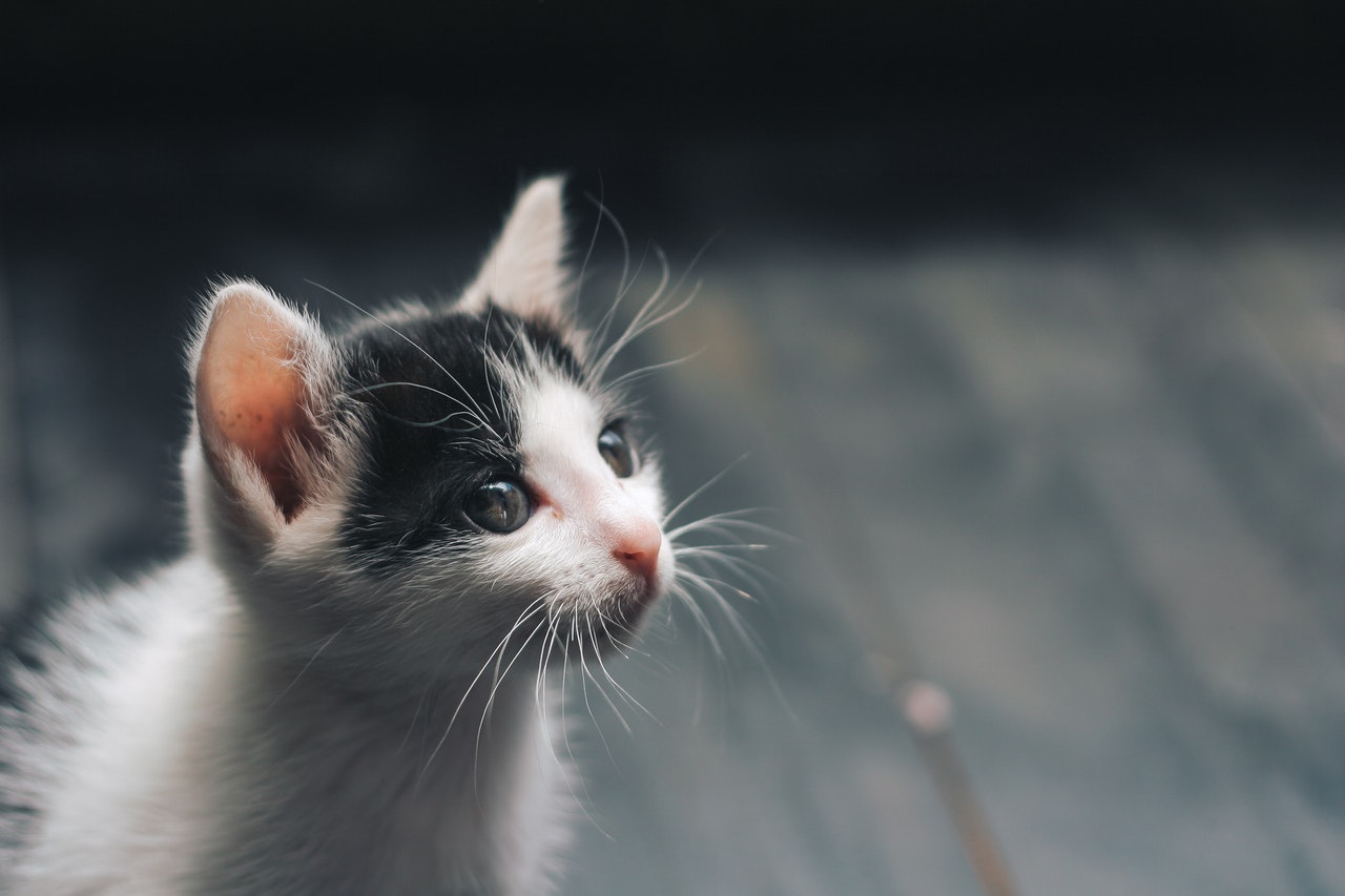 A tiny black and white kitten.