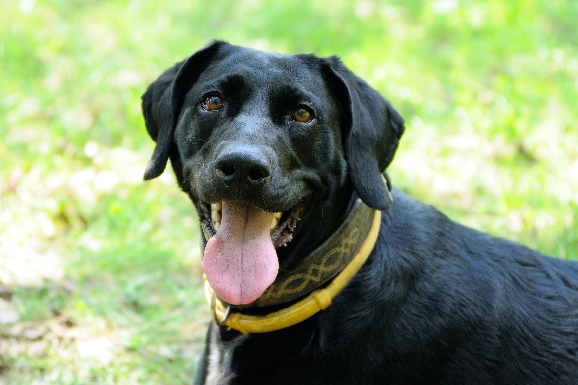 Dog in yellow anti-flea dog collar
