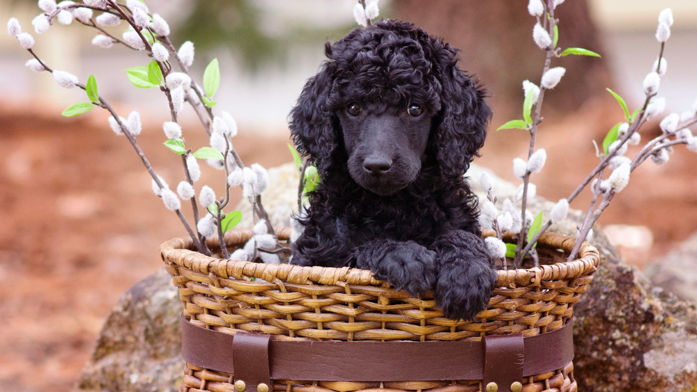 A black Poodle puppy in a wicker basket.