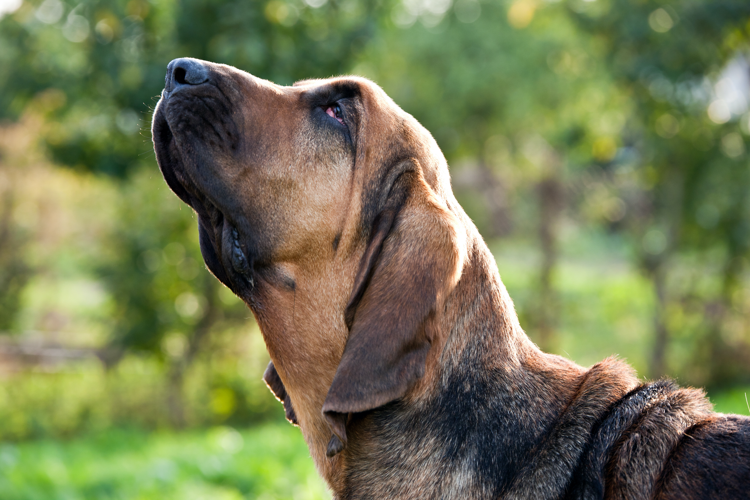 a bloodhound lifts their head and sniffs the air while looking to the side