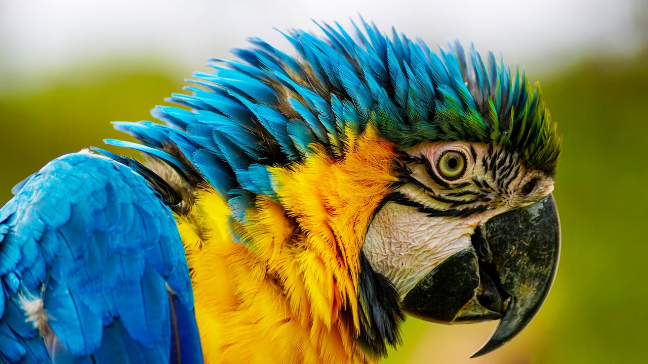 A close-up of a blue and yellow parrot.