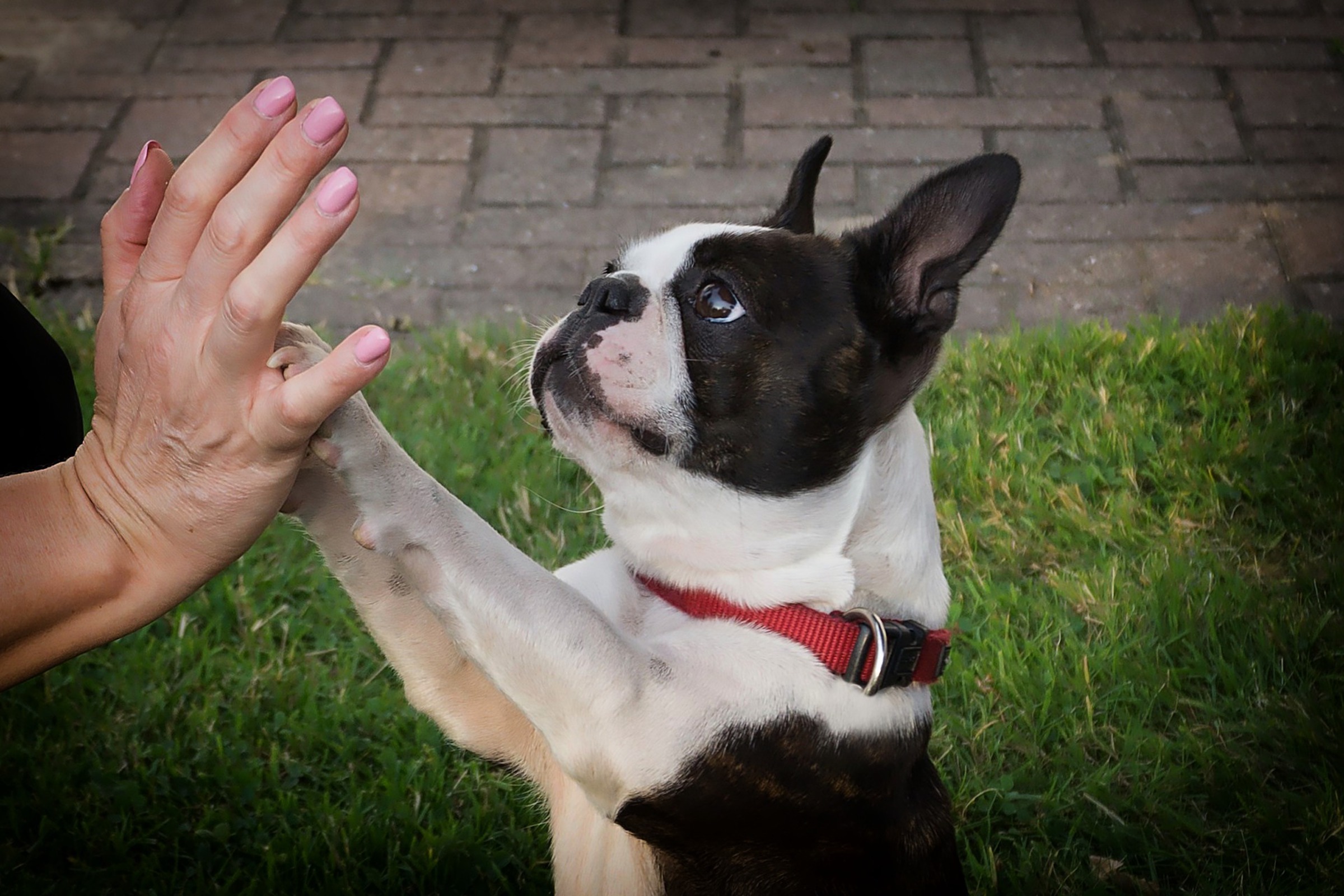 a Boston terrier in a red collar gives a high five to a woman in pink nail polish