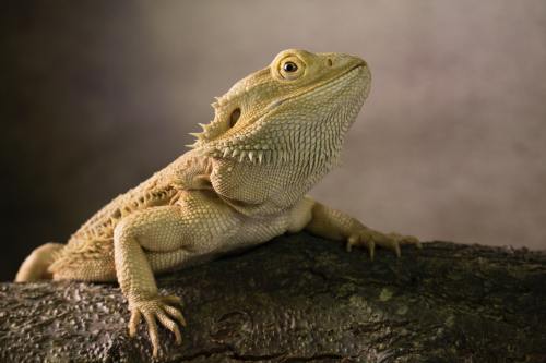 A brown bearded dragon on a tree trunk.