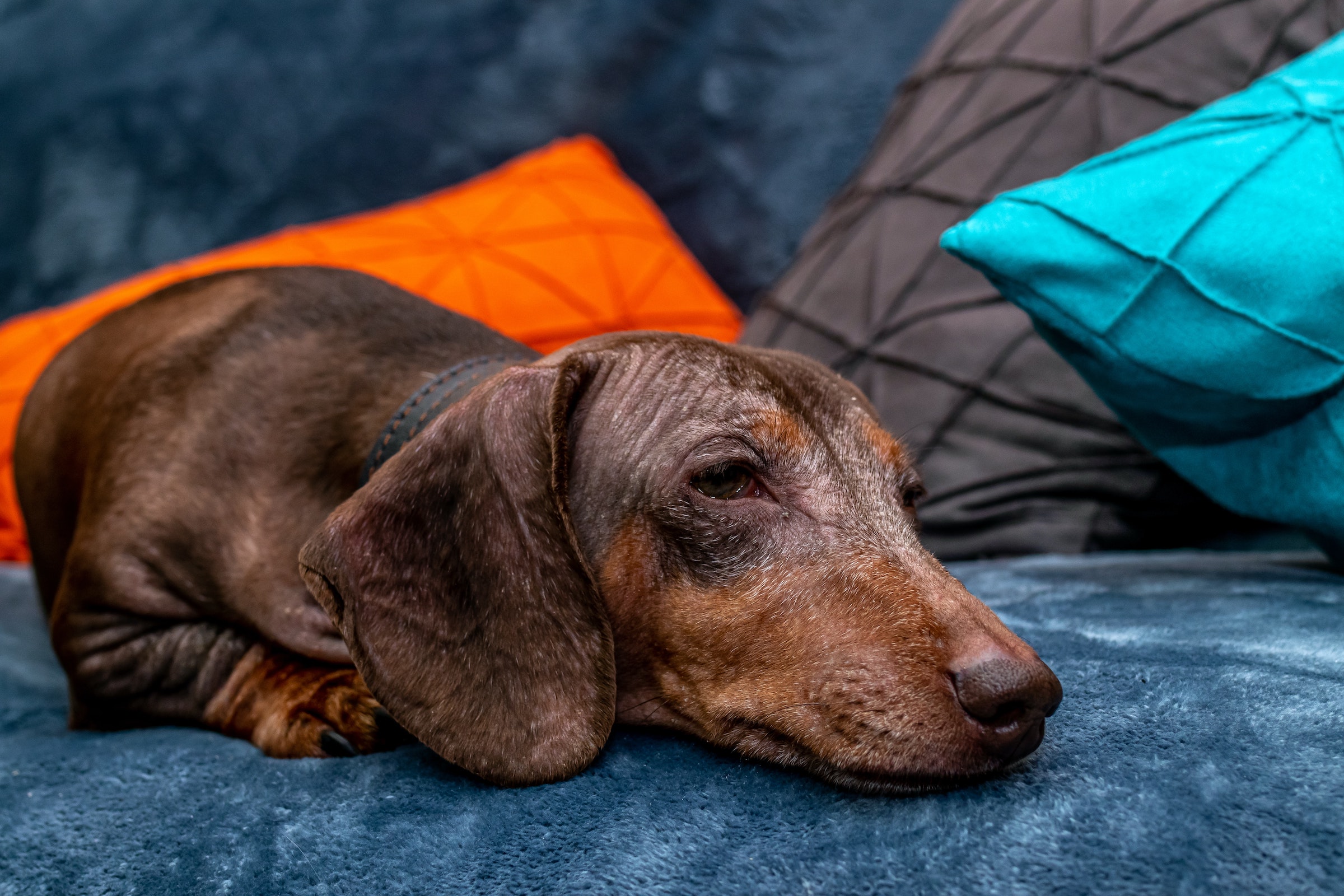 a brown dachshund takes a nap on a blue couch, in front of brightly colored pillows