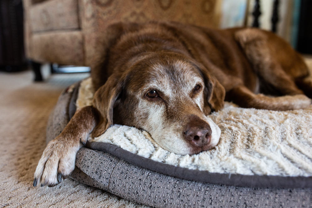 A brown dog with a gray muzzle resting on a dog bed.
