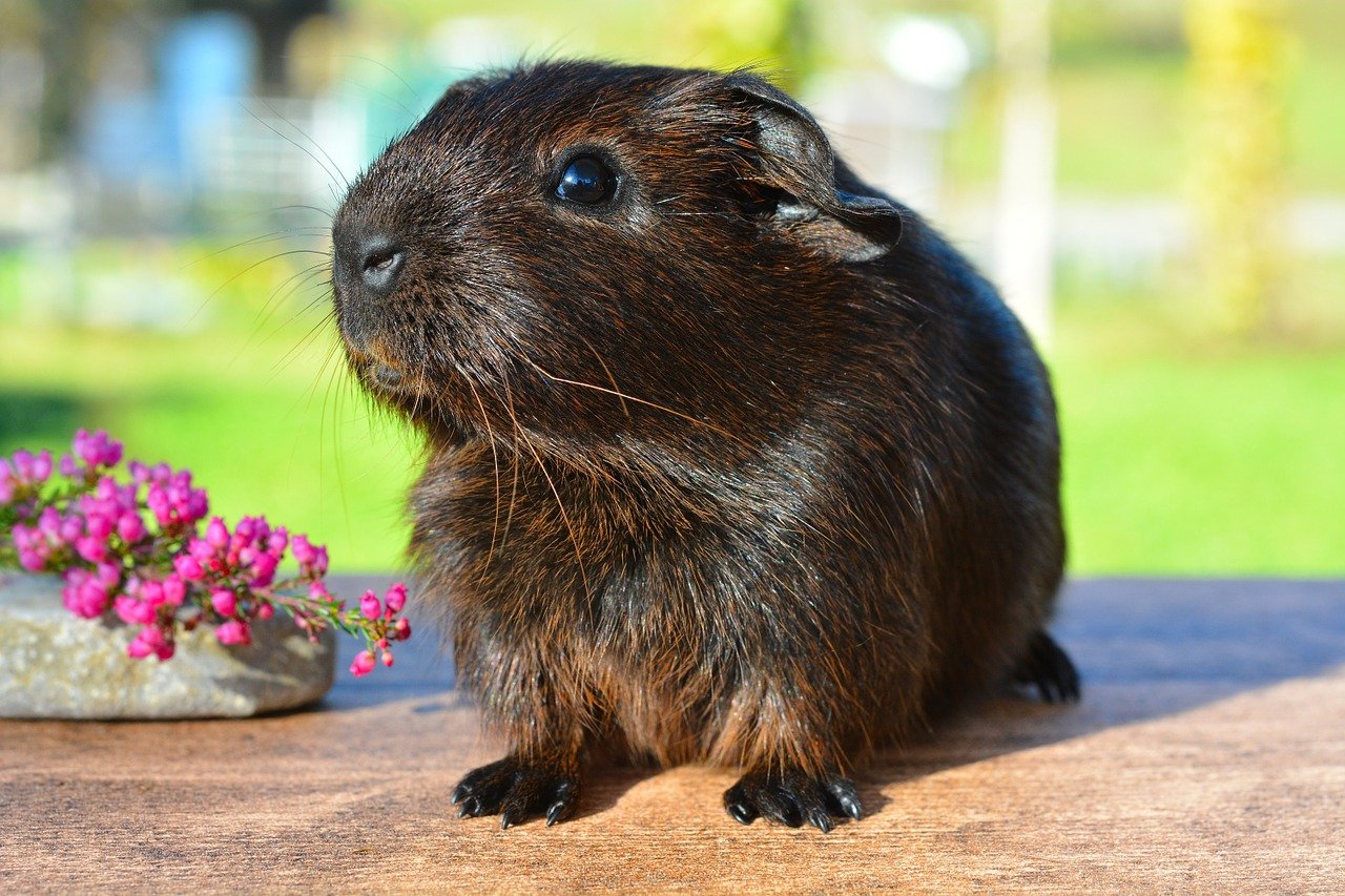 A brown guinea pig sitting on a table near purple flowers