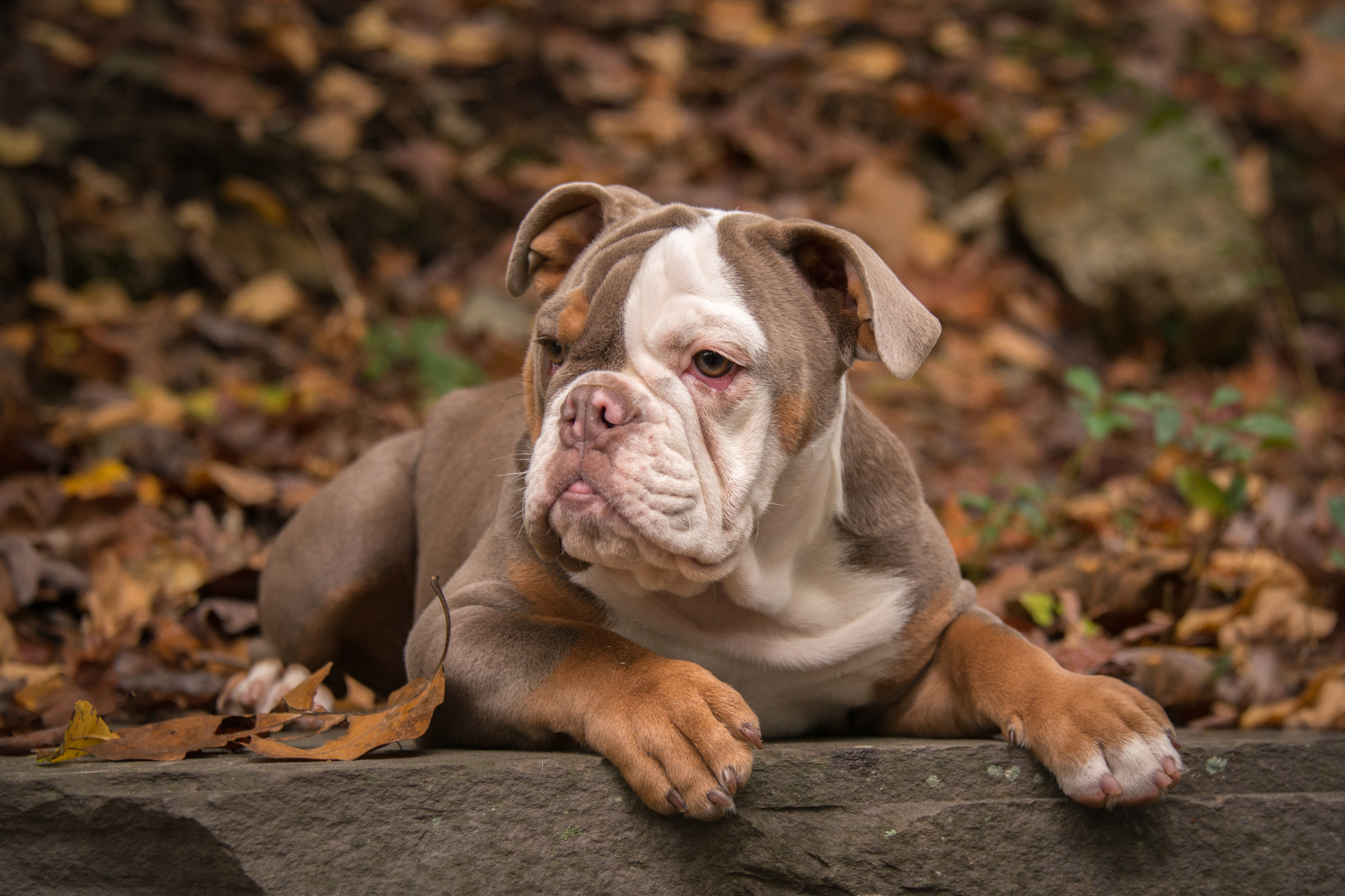 a white, tan, and brown American bulldog lies in a pile of fall leaves with their paws in front of them