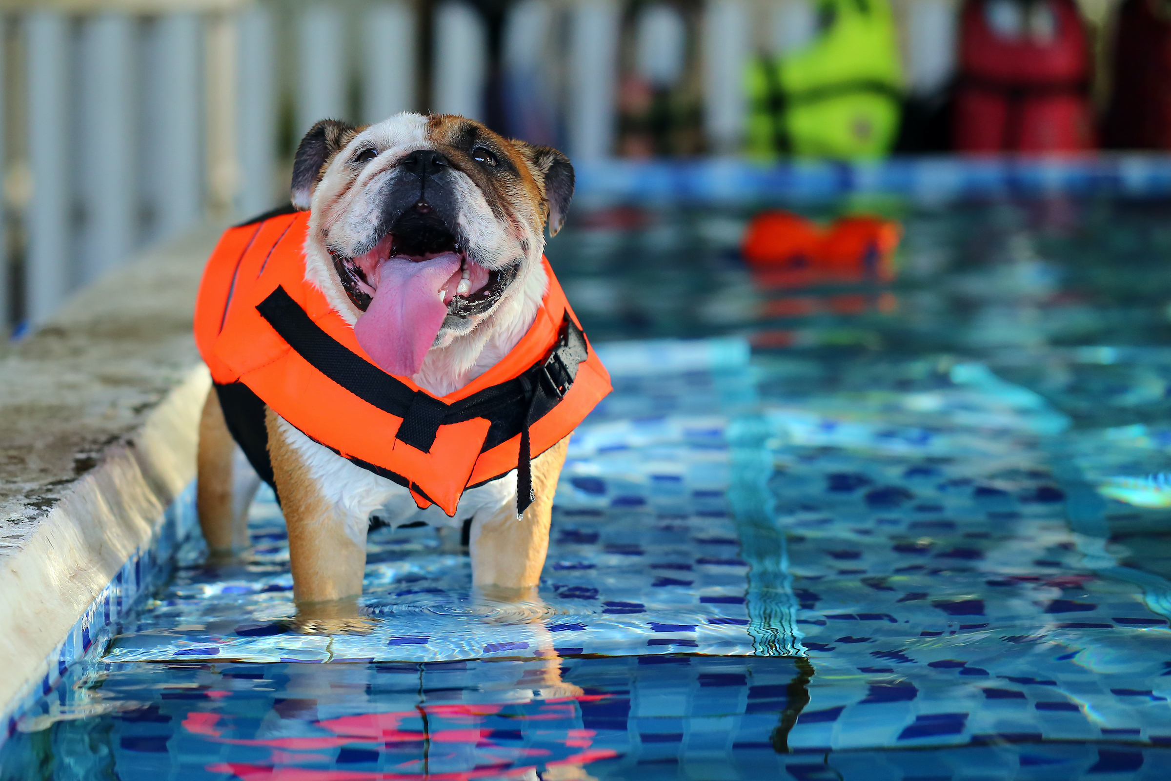 a brown and white bulldog stands feet-deep in a pool while wearing an orange life jacket