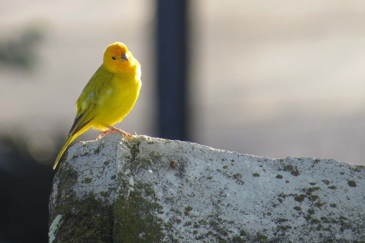 Canary bird sitting on a rock