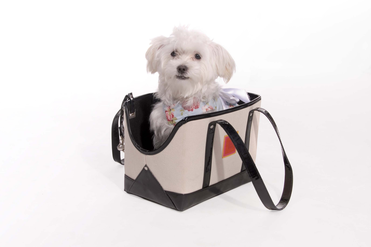 How To Choose The Best Pet Carrier For Your Dog Or Cat PawTracks