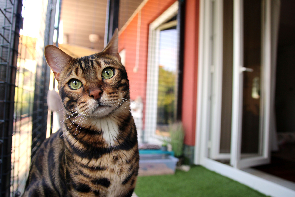 Katė sėdi catio aptvare