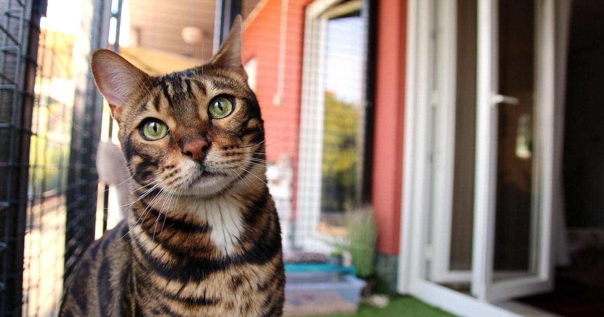 Paragaukite savo katei lauke su šiais „Catios“.