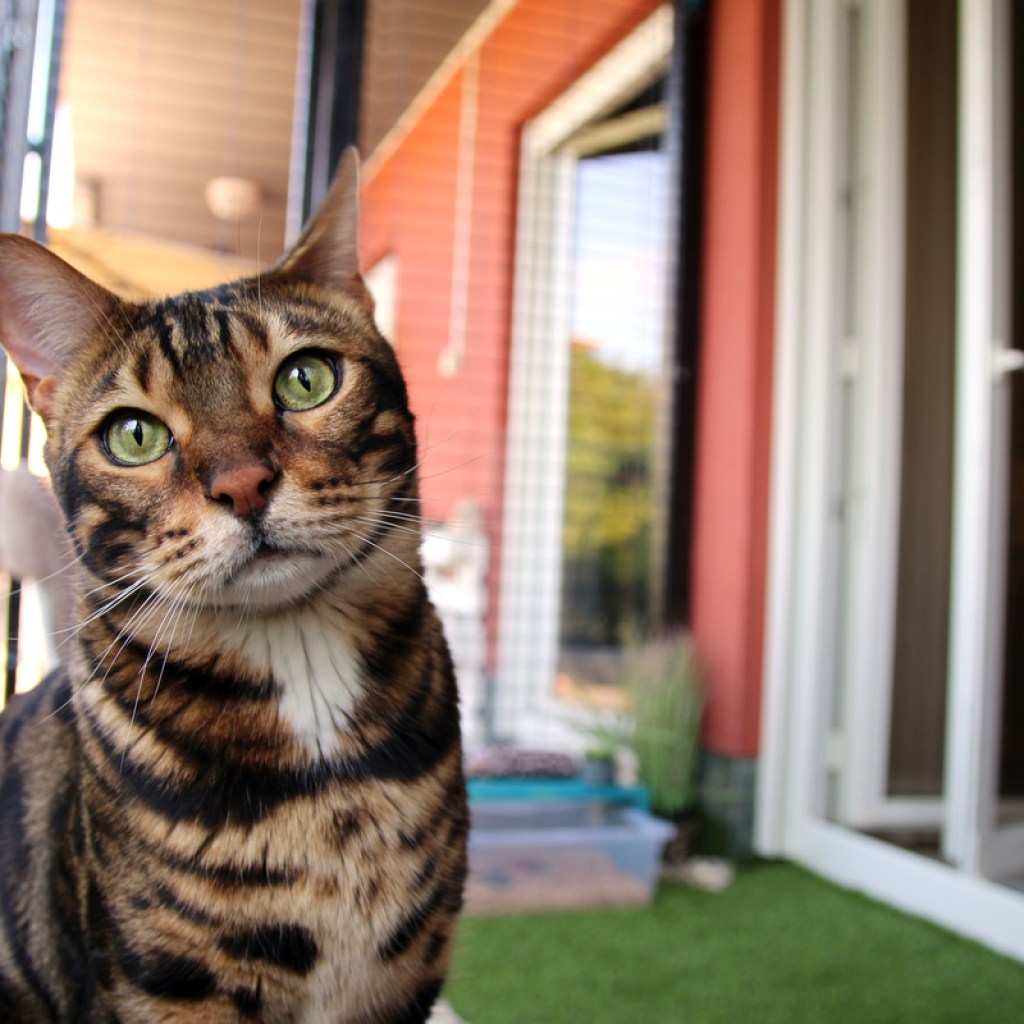 Cat sitting in a catio enclosure
