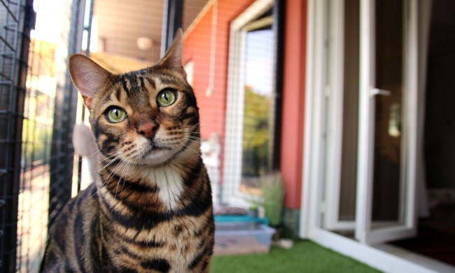 Cat sitting in a catio enclosure