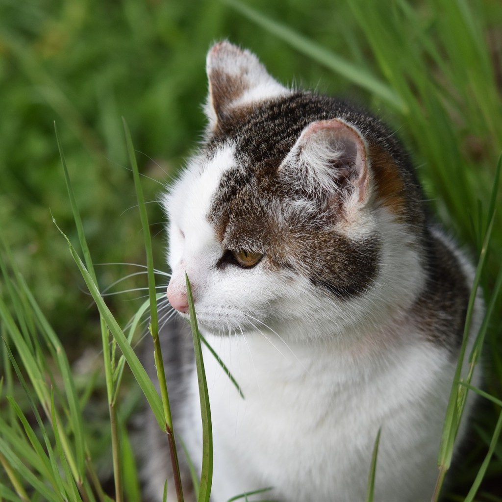 Grey and white cat sitting in a grassy yard