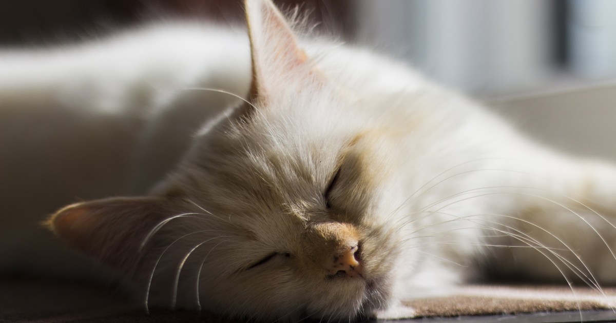 Here's How to Tell If Your Cat Is Getting Overheated PawTracks