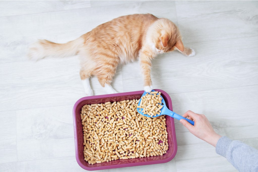 Orange cat lying next to a litter box full of paper litter