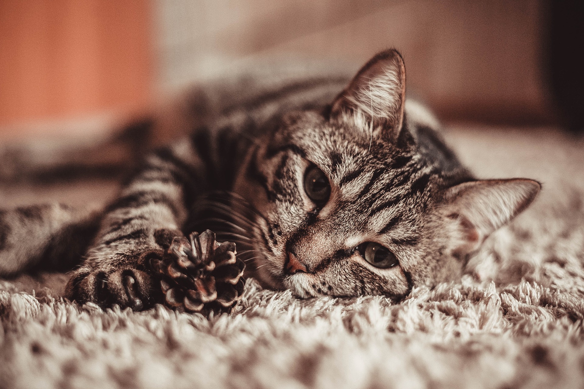 Tiger cat lying on a rug