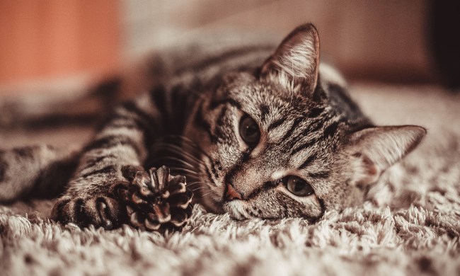 Tiger cat lying on a rug