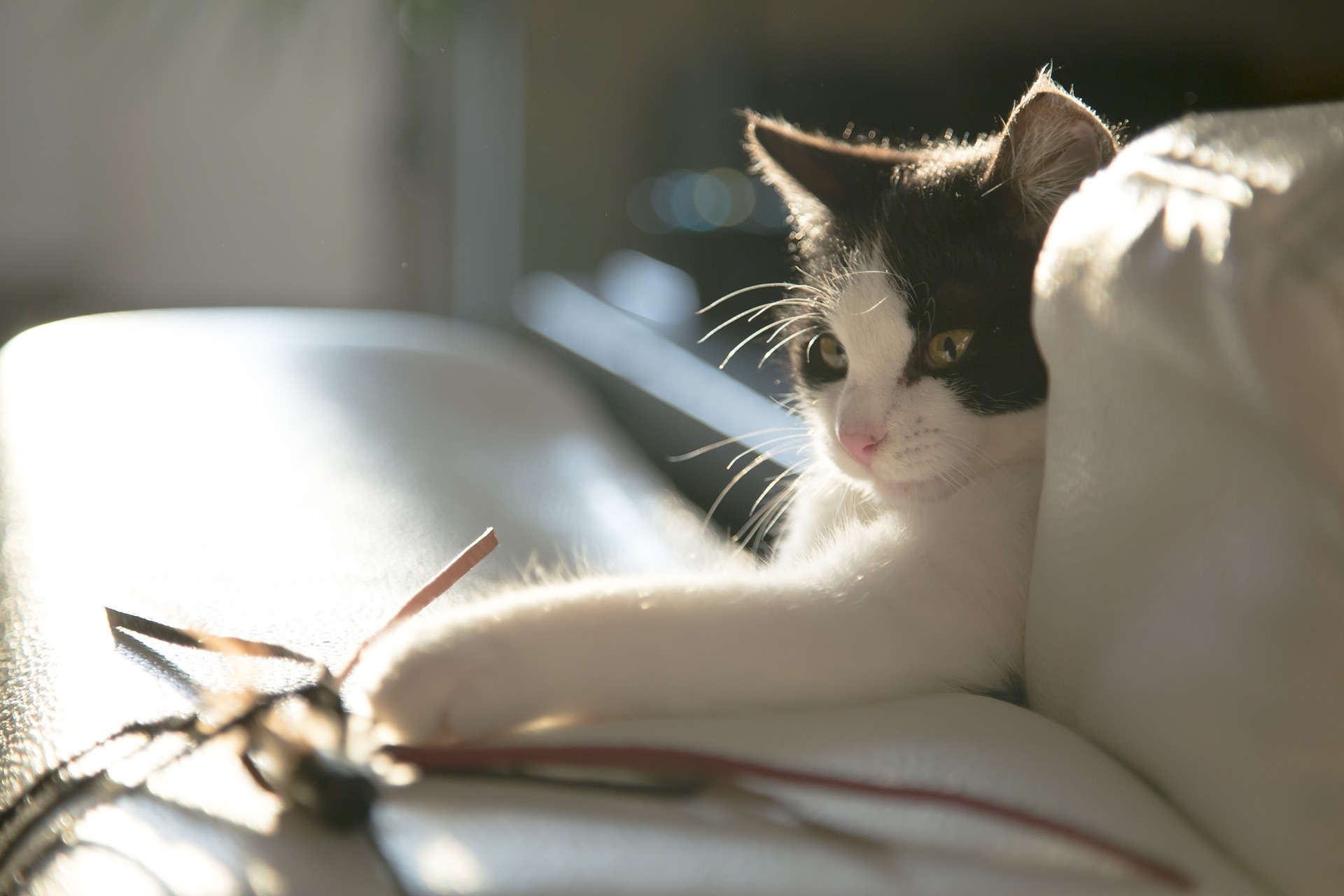Black and white cat playing with a toy