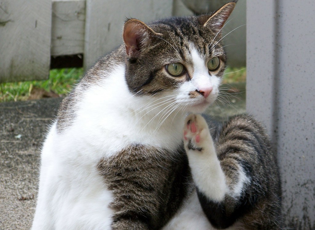 Cat sitting outside scratching its neck