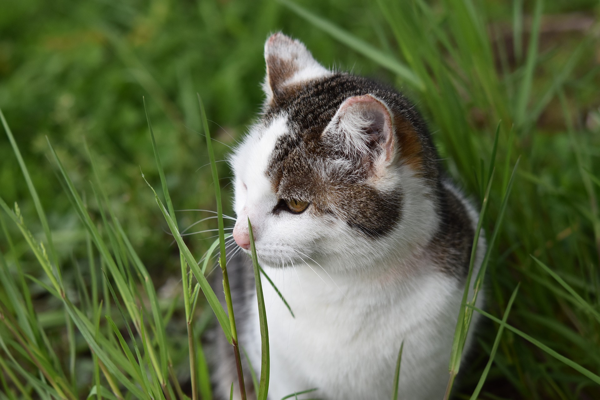 Grey and white cat sitting in tall grass