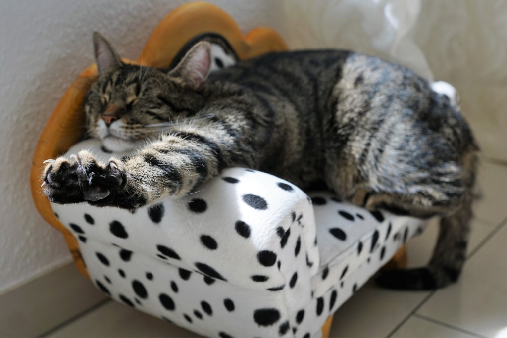 Cat sleeping on a polka dot cat bed chair