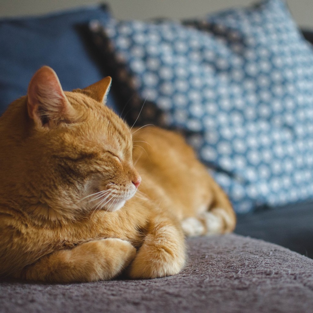 Orange cat sleeping on a couch