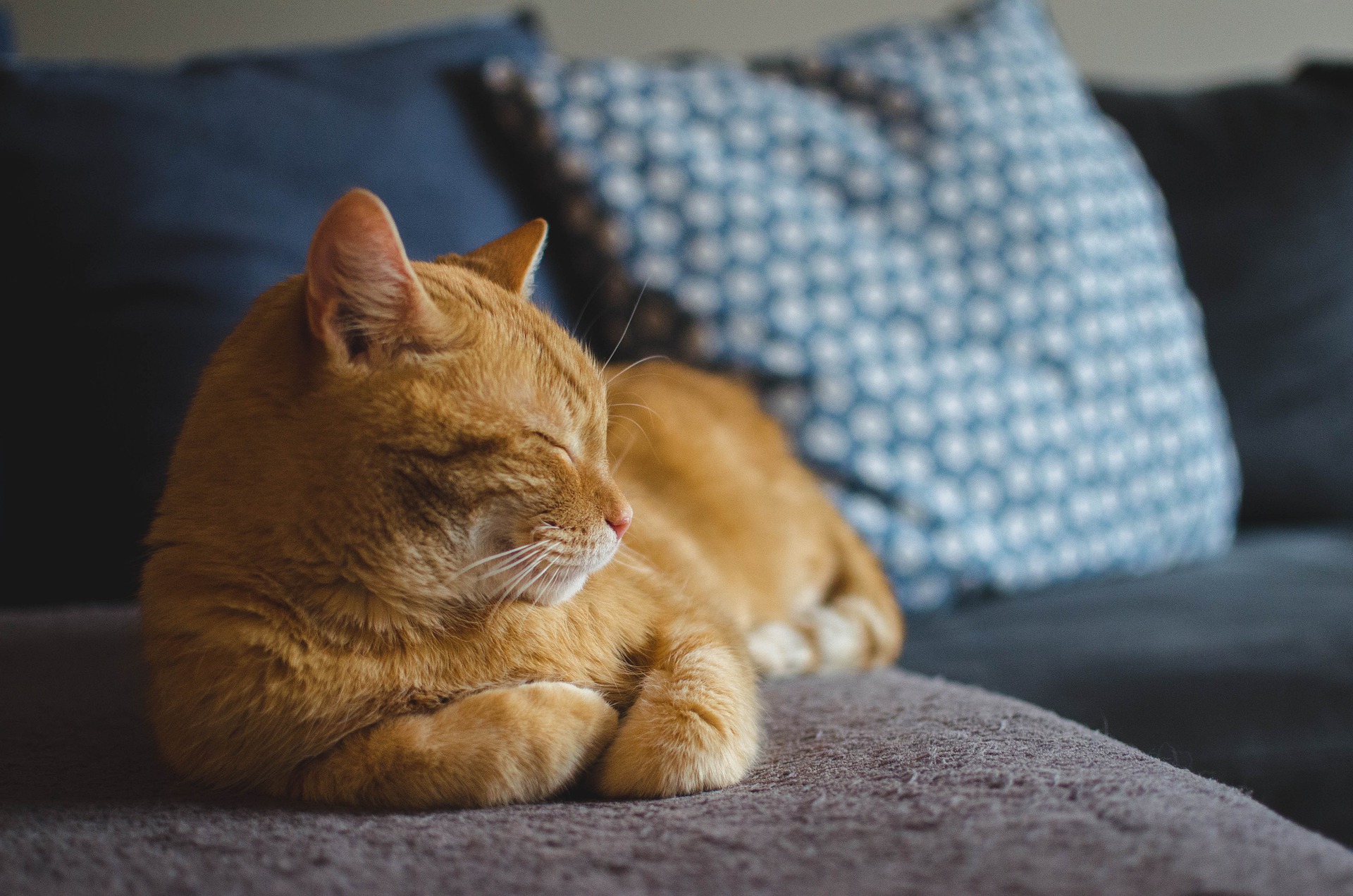 Orange cat sleeping on a couch