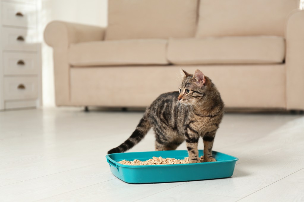 Cat standing in a litter box in a living room