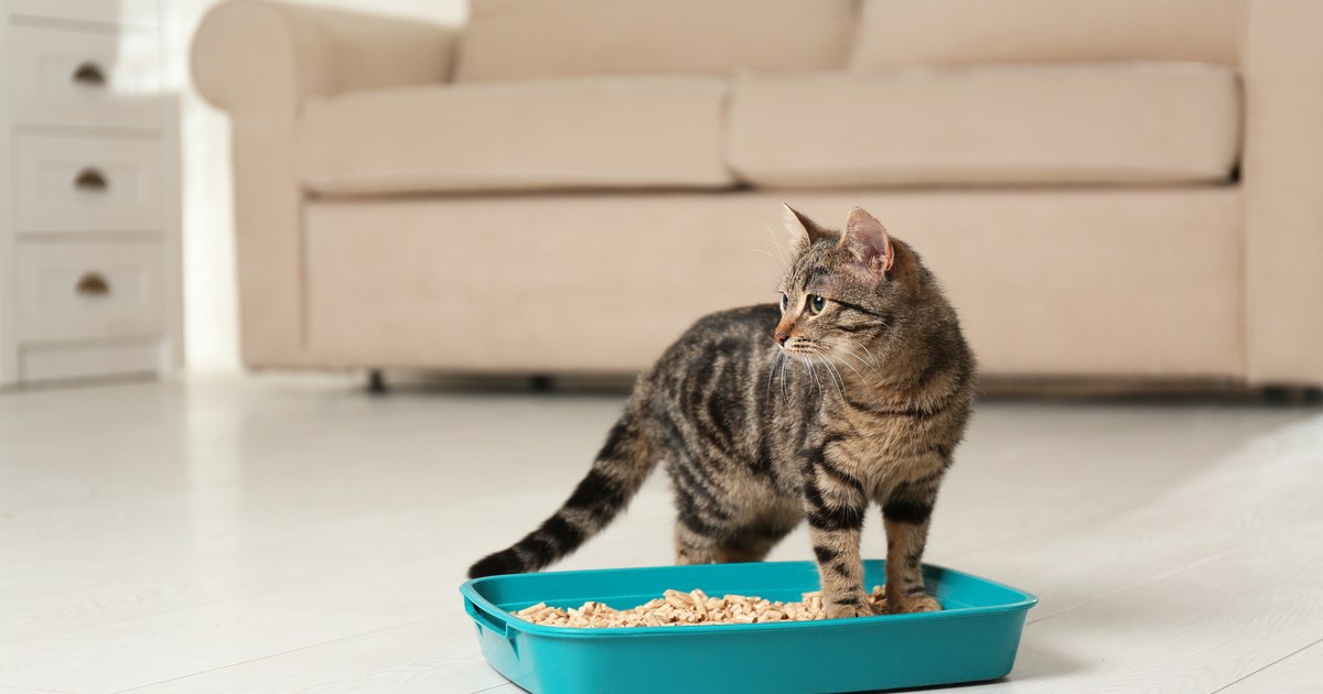 These Litter Alternatives Are Sustainable and Convenient PawTracks