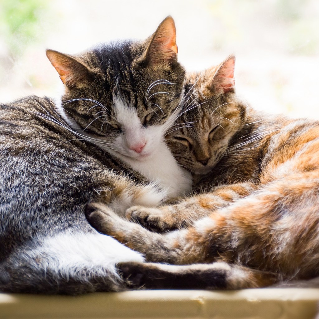 Two cats curled up together for a nap