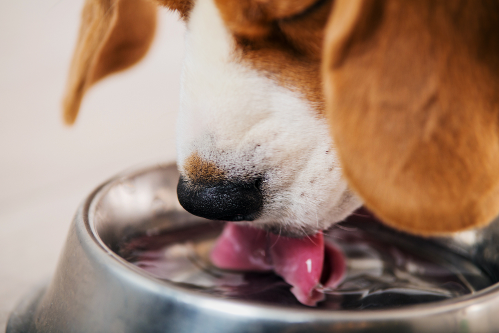 A close-up of a beagle drinking water from a bowl