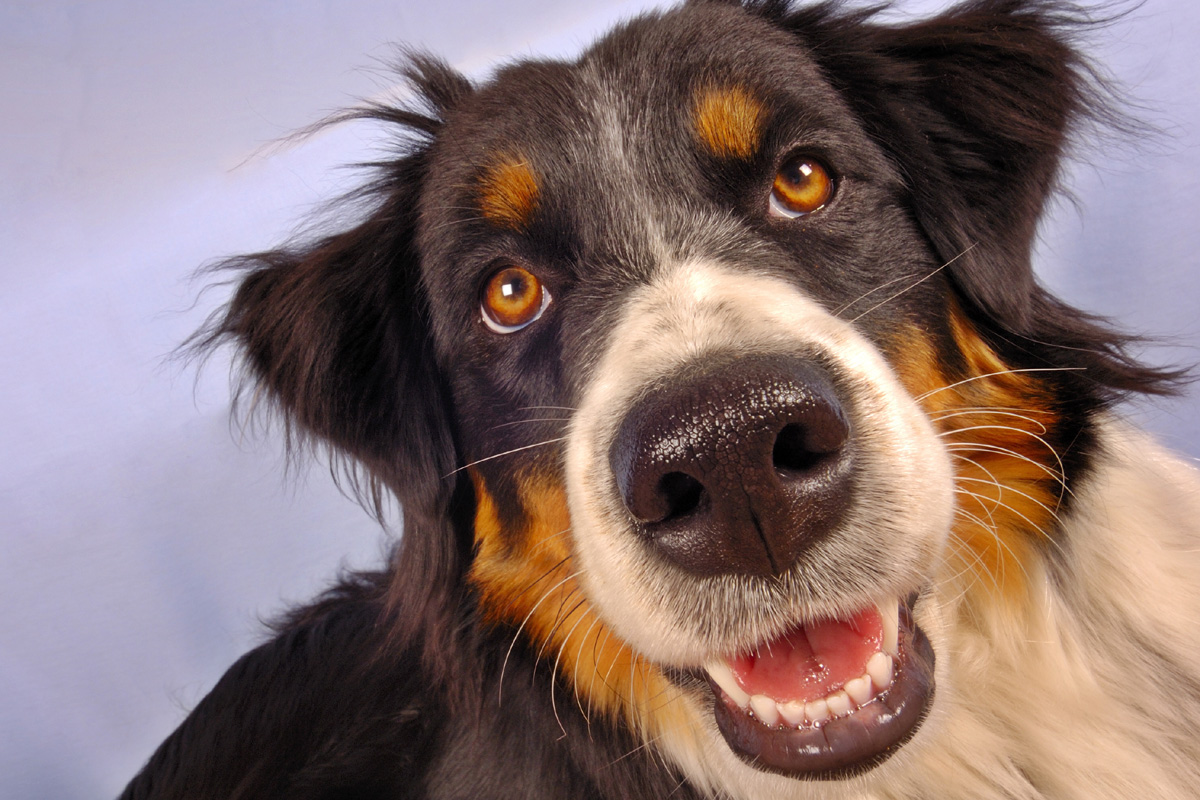 Close up of happy collie dog's face.