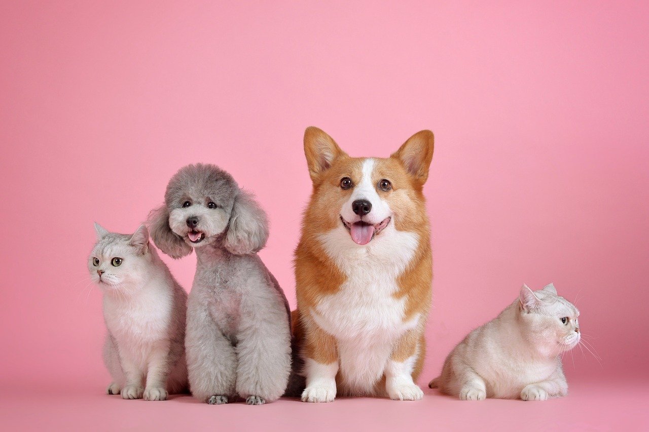 Two cats, a corgi, and a poodle against a pink background.