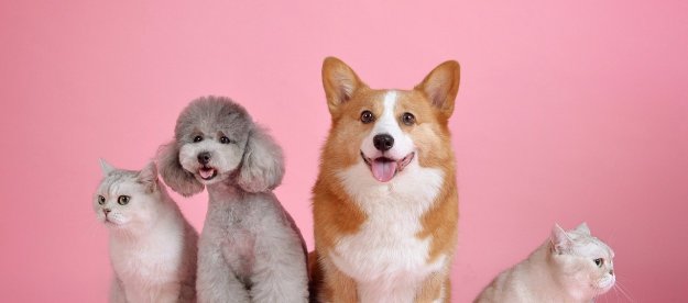 Two cats, a corgi, and a poodle against a pink background.