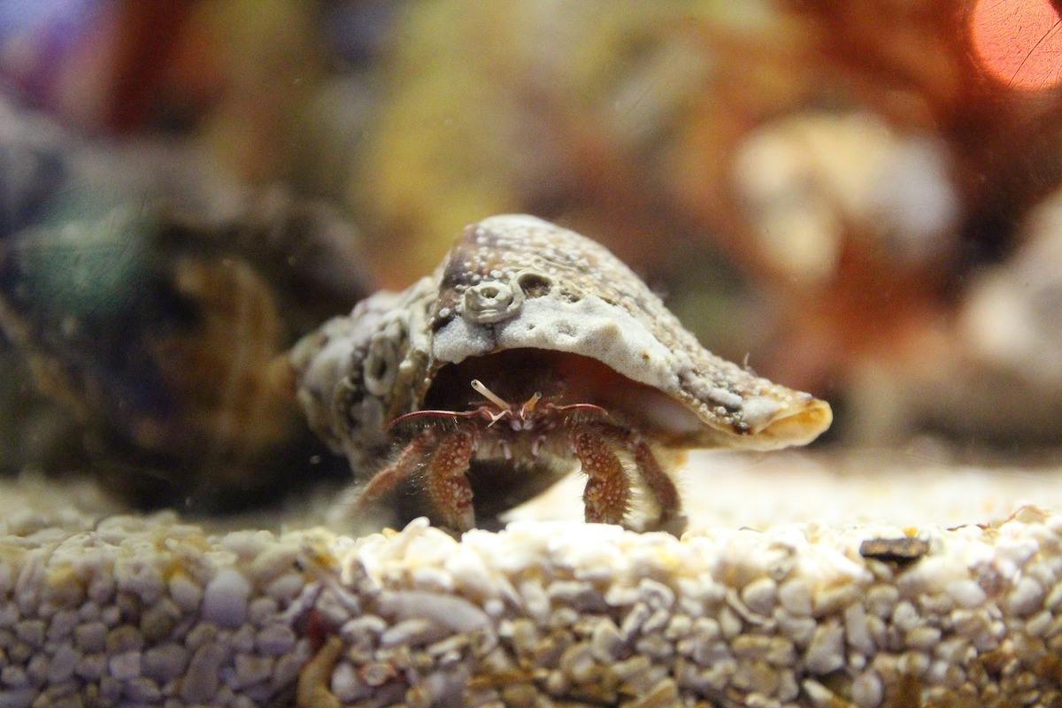 Here Are The 5 Non-Fish Pets You Should Get | PawTracks