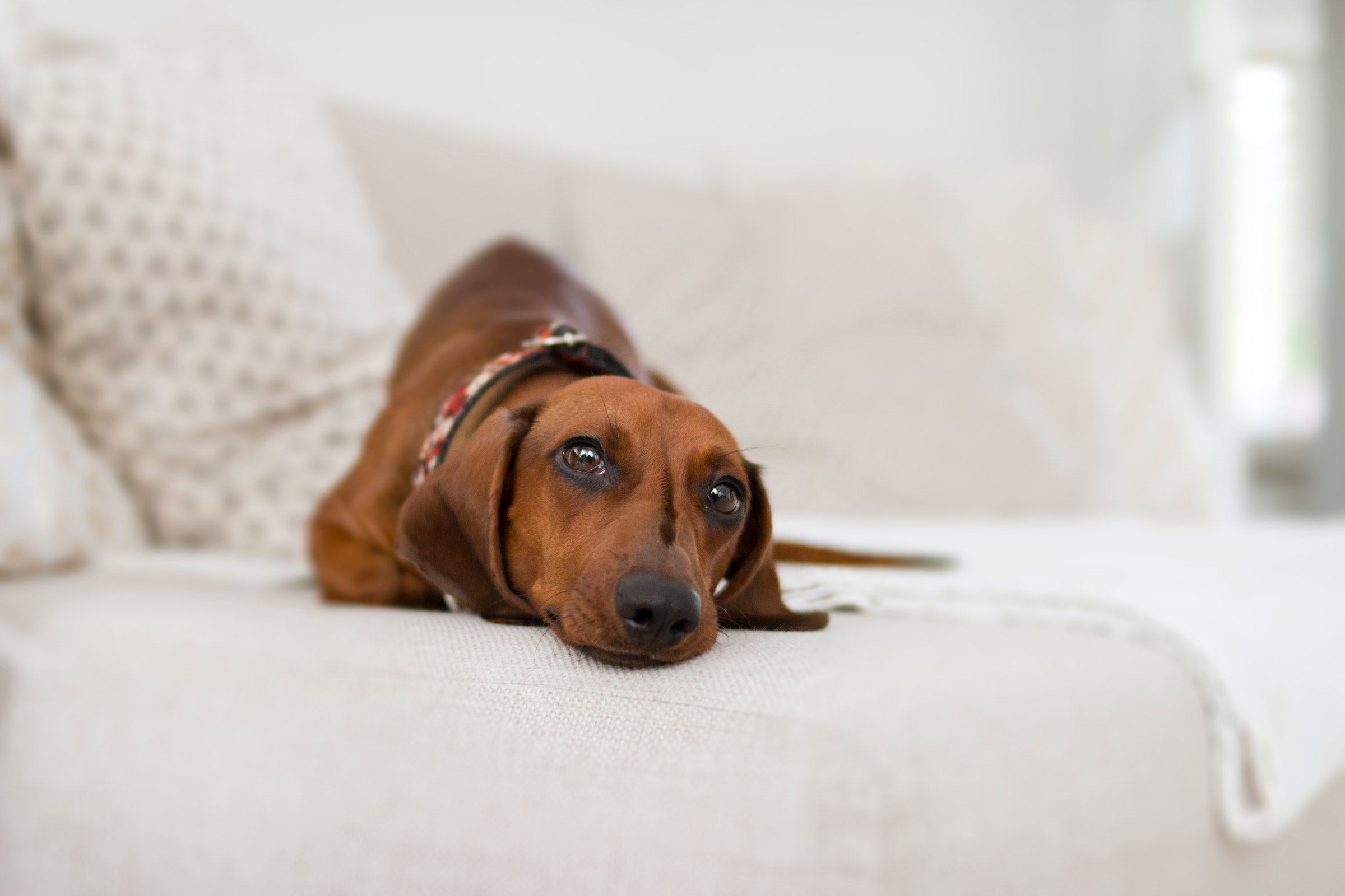 Why Not To Let Your Dachshund Jump On The Furniture PawTracks