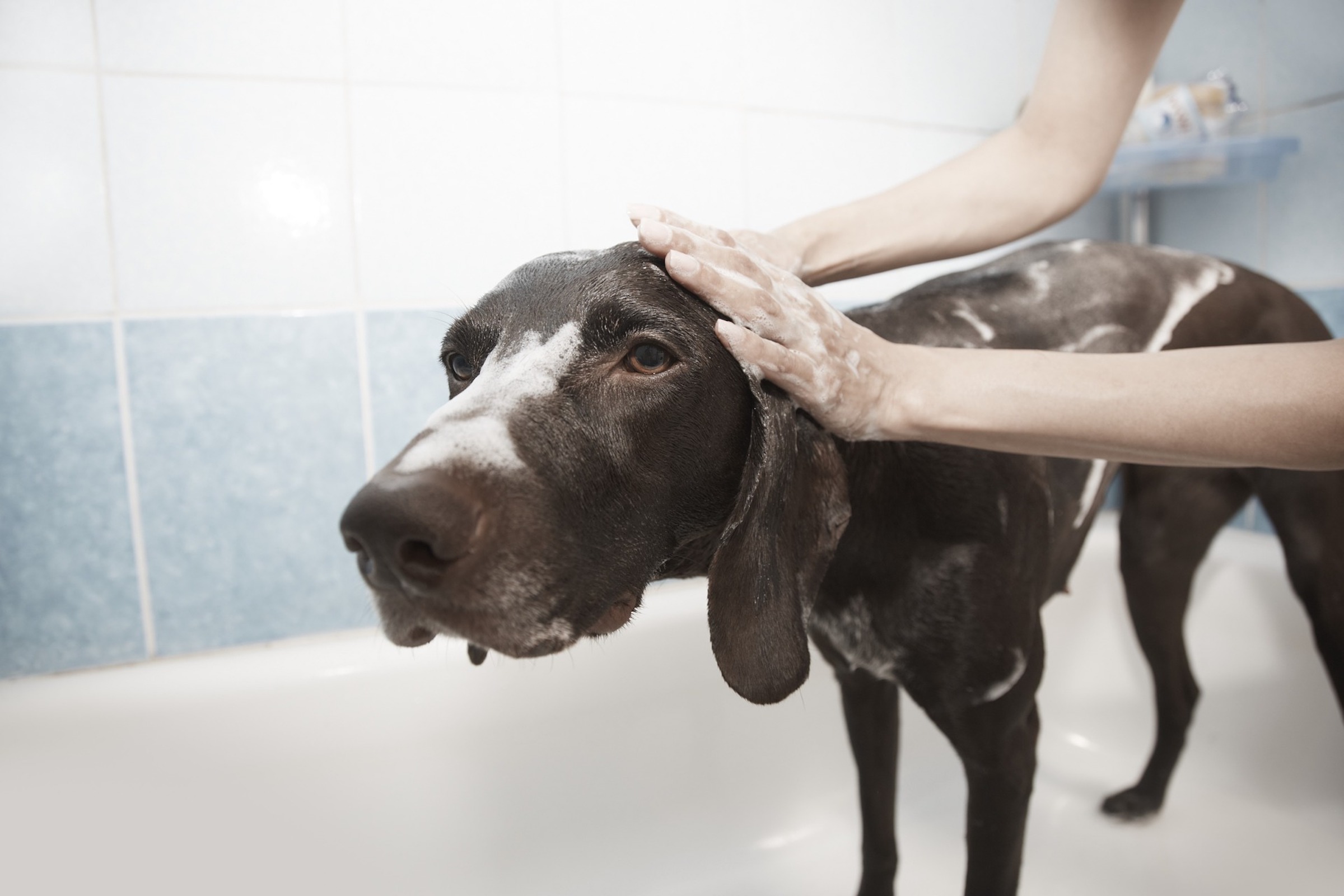 4 Ways To Make Bathtime Less Stressful For Your Dog PawTracks