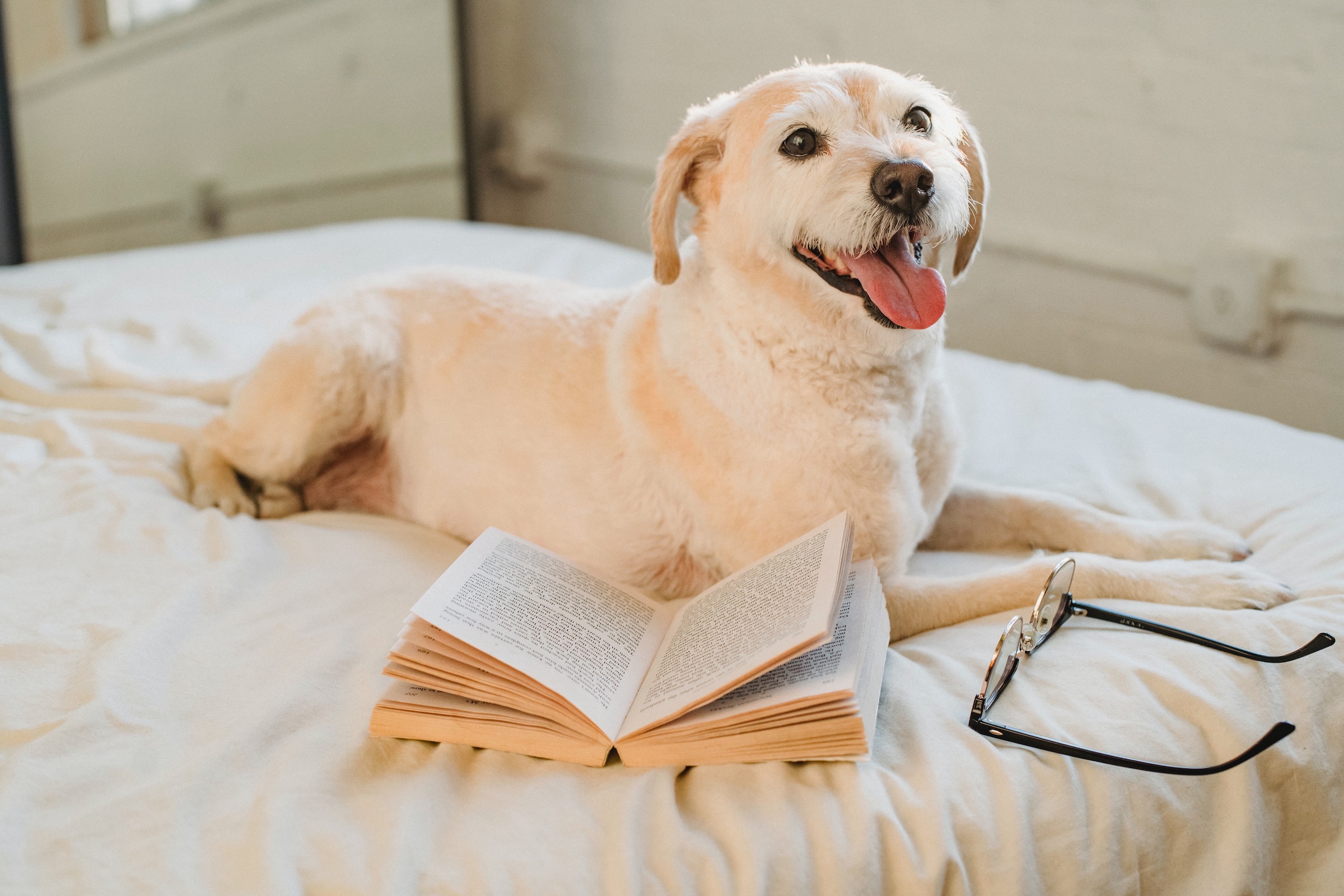 a blonde labrador retriever mix lies on the bed next to a book and a pair of glasses
