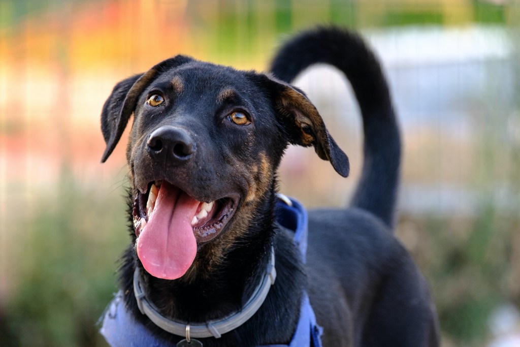 Nugarinis šuo su mėlynais pakinktais ir blusų antkakliu stovi išskleistas liežuvis ir vizginantis uodegą