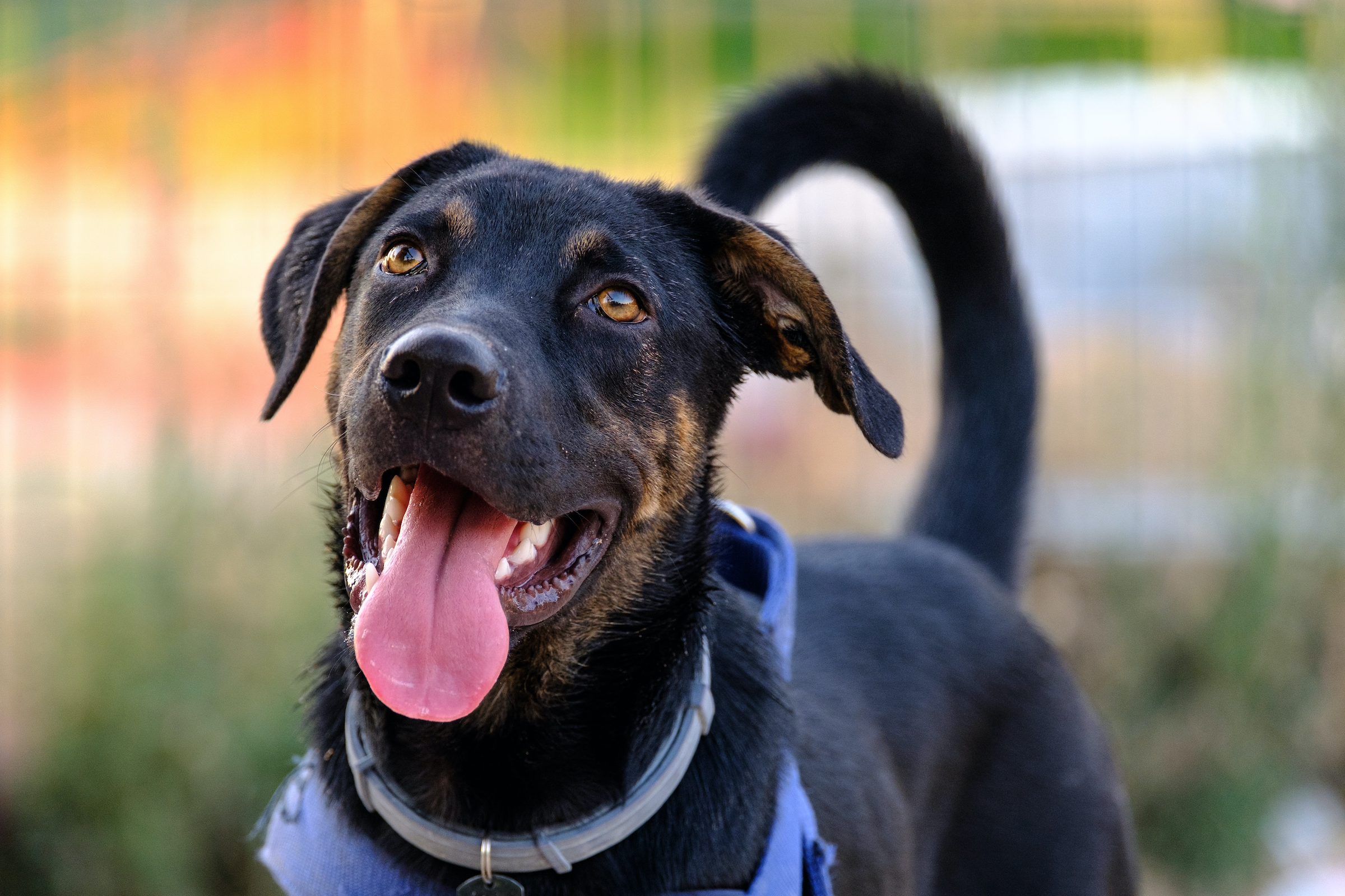 Back dog with a blue harness and flea collar stands with their tongue out and tail wagging