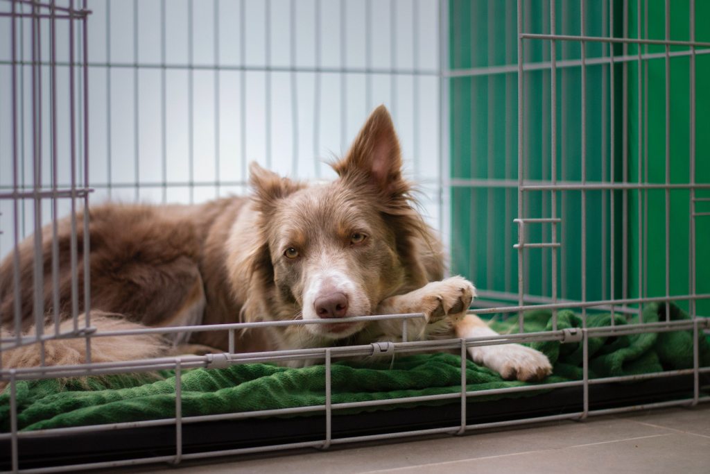 a brown dog lies in their crate with their head on their paw and looks at the camera